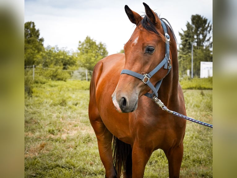 Westphalian Gelding 3 years 16 hh Brown in Brakel