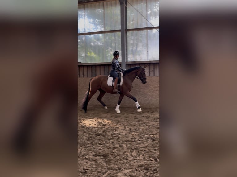 Westphalian Gelding 3 years 16 hh Brown in Wesel