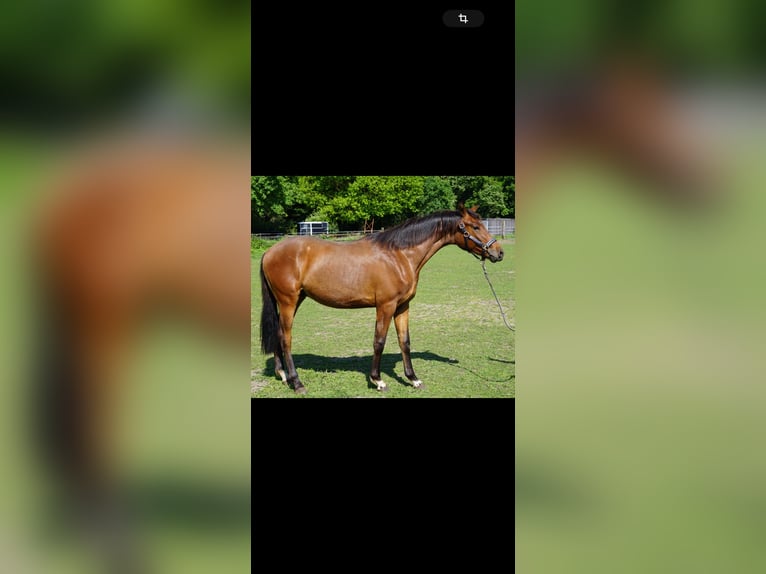 Westphalian Gelding 3 years 16 hh Brown in Wesel