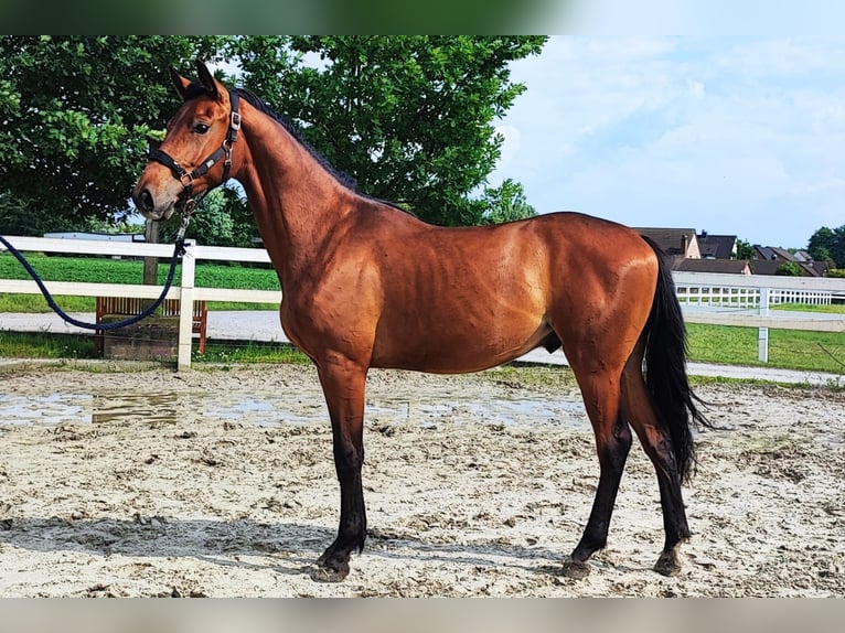 Westphalian Gelding 3 years 16 hh Brown in Selm