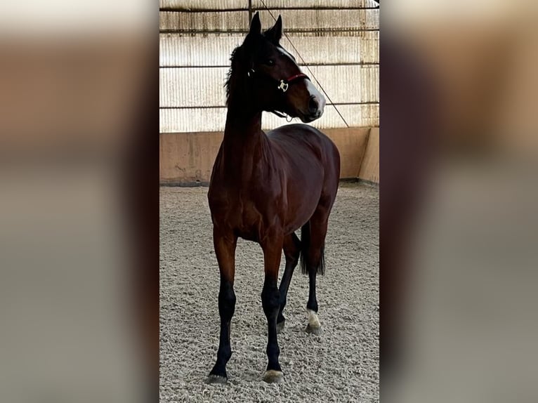 Westphalian Gelding 3 years 16 hh Brown in Dornburg