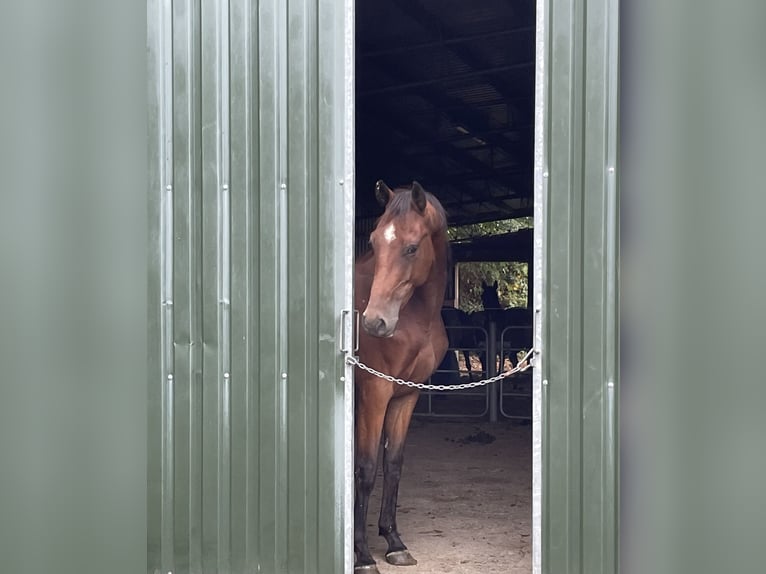 Westphalian Gelding 3 years 16 hh Brown in Gummersbach