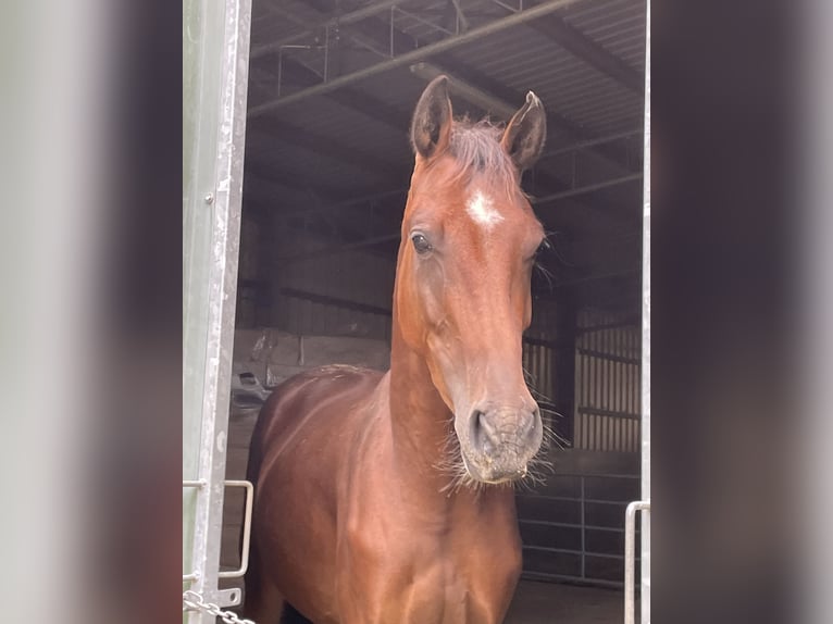 Westphalian Gelding 3 years 16 hh Brown in Gummersbach