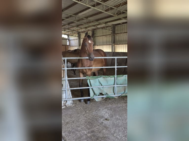 Westphalian Gelding 3 years 16 hh Brown in Gummersbach