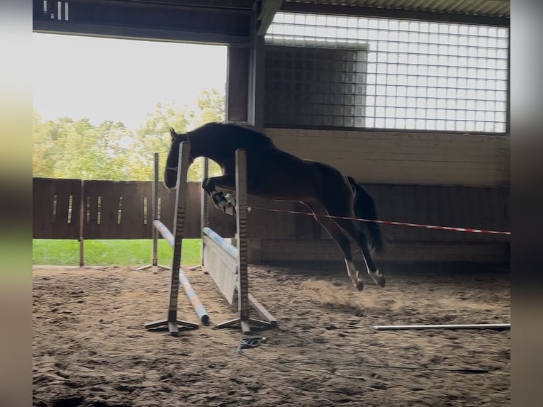 Westphalian Gelding 3 years 16 hh Brown in Rees