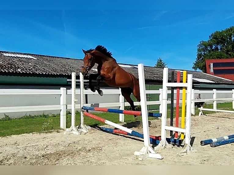 Westphalian Gelding 3 years 16 hh Brown in Selm