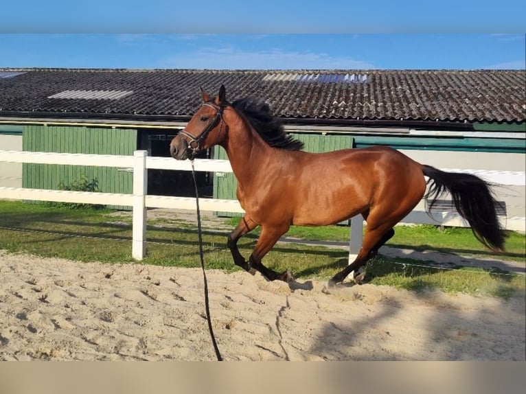 Westphalian Gelding 3 years 16 hh Brown in Selm