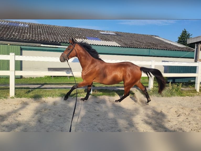 Westphalian Gelding 3 years 16 hh Brown in Selm