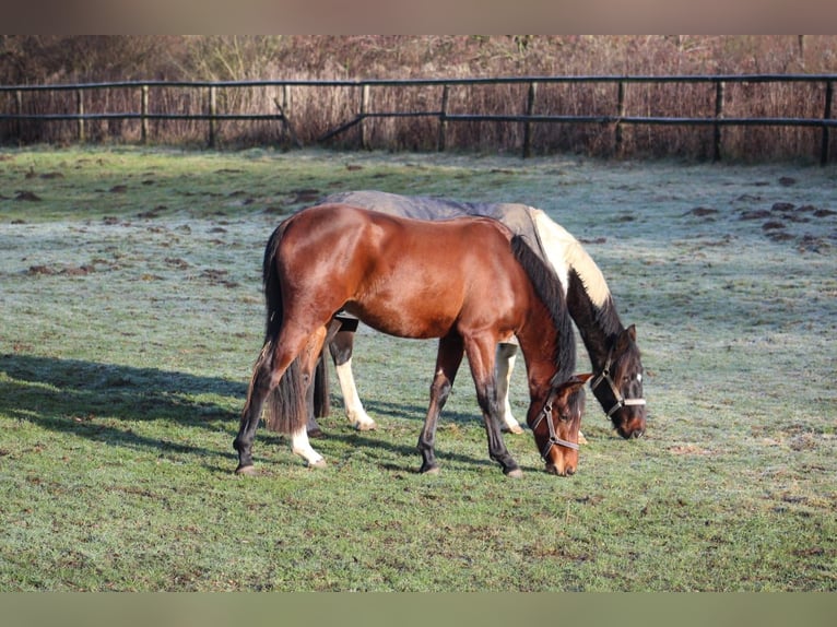 Westphalian Gelding 3 years 16 hh Brown in Hamm