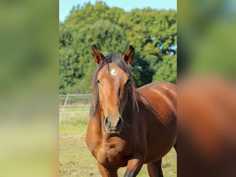 Westphalian Gelding 3 years 16 hh Brown in Hamm