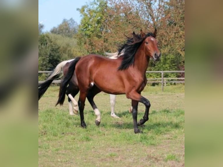 Westphalian Gelding 3 years 16 hh Brown in Hamm