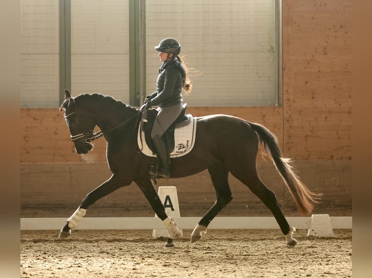 Westphalian Gelding 3 years 16 hh Can be white in Ebreichsdorf