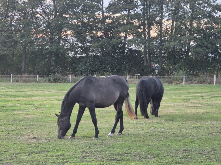 Westphalian Gelding 3 years 16 hh Can be white in Neustadt am Rübenberge