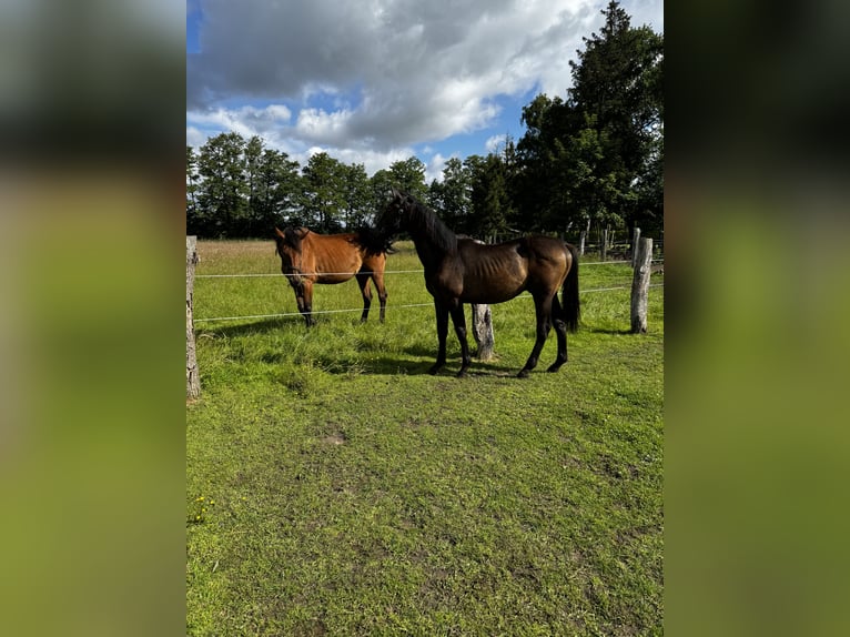 Westphalian Gelding 3 years 16 hh Can be white in Neustadt am Rübenberge