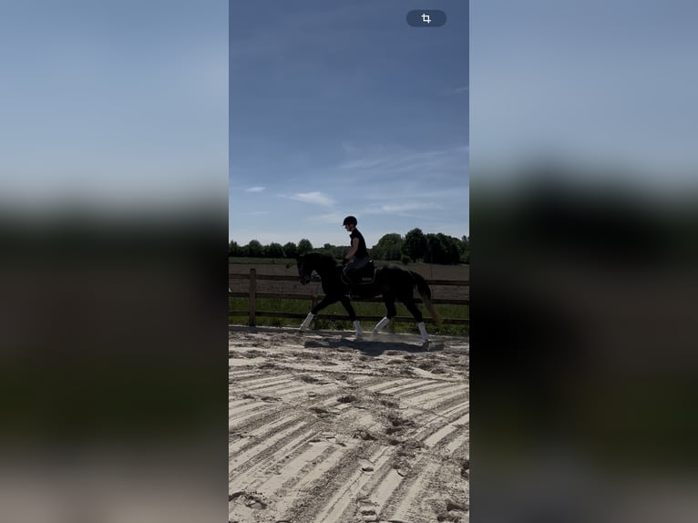 Westphalian Gelding 3 years 16 hh Can be white in Horstmar
