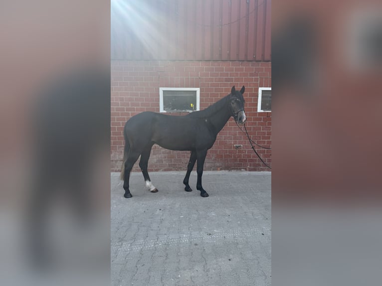 Westphalian Gelding 3 years 16 hh Can be white in Horstmar