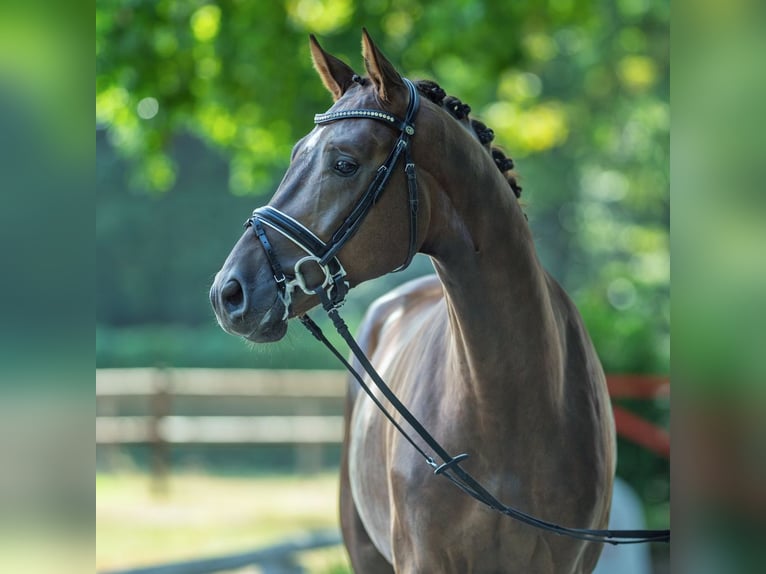 Westphalian Gelding 3 years 16 hh Chestnut in M&#xFC;nster-Handorf