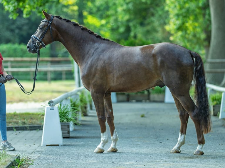 Westphalian Gelding 3 years 16 hh Chestnut in M&#xFC;nster-Handorf
