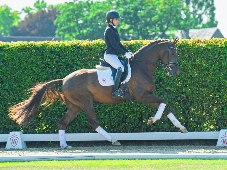 Westphalian Gelding 3 years 16 hh Chestnut in M&#xFC;nster-Handorf