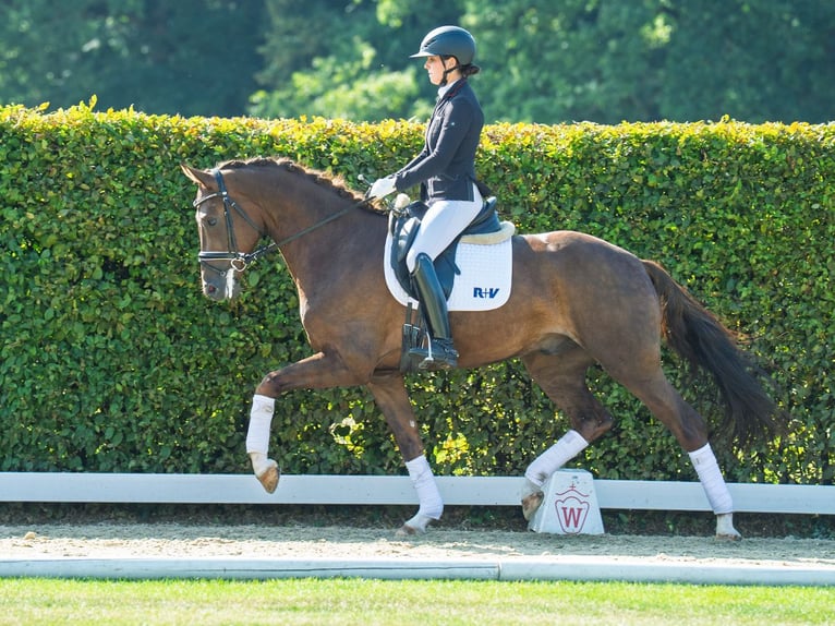 Westphalian Gelding 3 years 16 hh Chestnut in M&#xFC;nster-Handorf