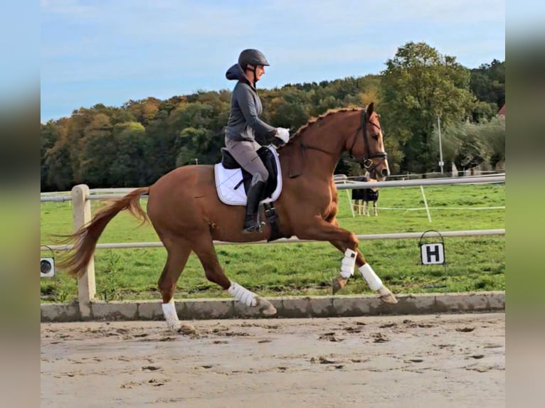 Westphalian Gelding 3 years 16 hh Chestnut-Red in Bünde