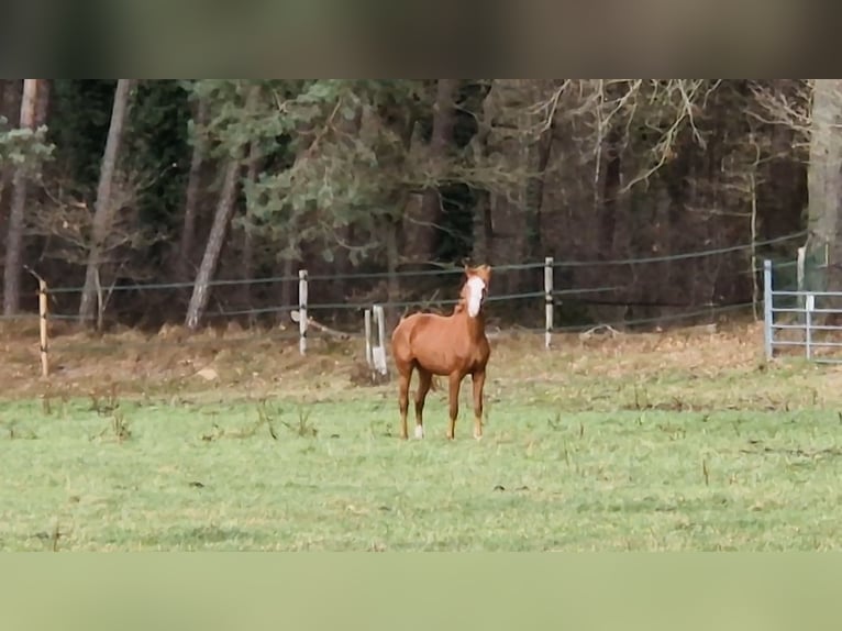 Westphalian Gelding 3 years 16 hh Chestnut-Red in Heel