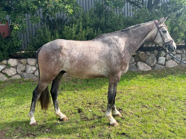 Westphalian Gelding 3 years 16 hh Grey-Dapple in Wacken