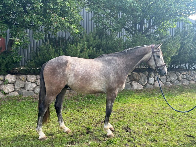 Westphalian Gelding 3 years 16 hh Grey-Dapple in Wacken