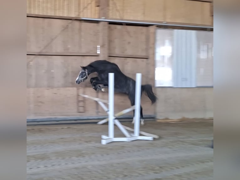 Westphalian Gelding 3 years 16 hh Grey-Dark-Tan in Gosheim