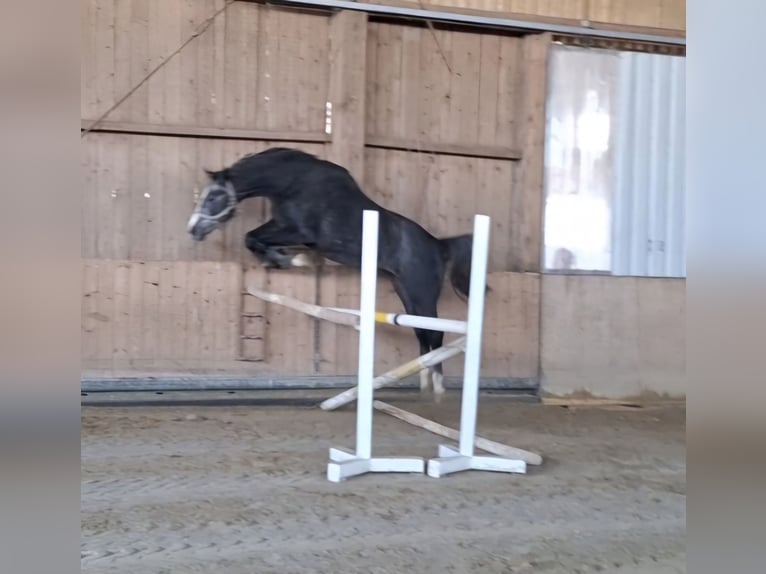 Westphalian Gelding 3 years 16 hh Grey-Dark-Tan in Gosheim