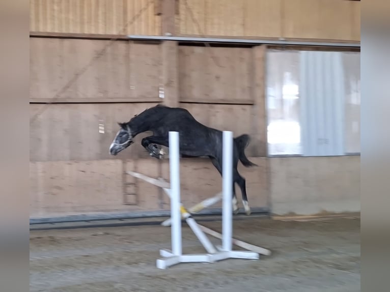 Westphalian Gelding 3 years 16 hh Grey-Dark-Tan in Gosheim