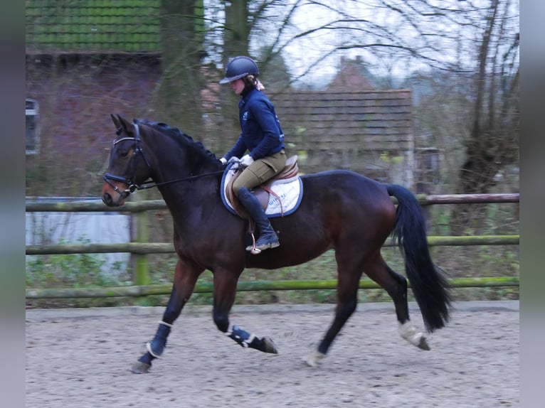 Westphalian Gelding 3 years 16 hh in Dorsten