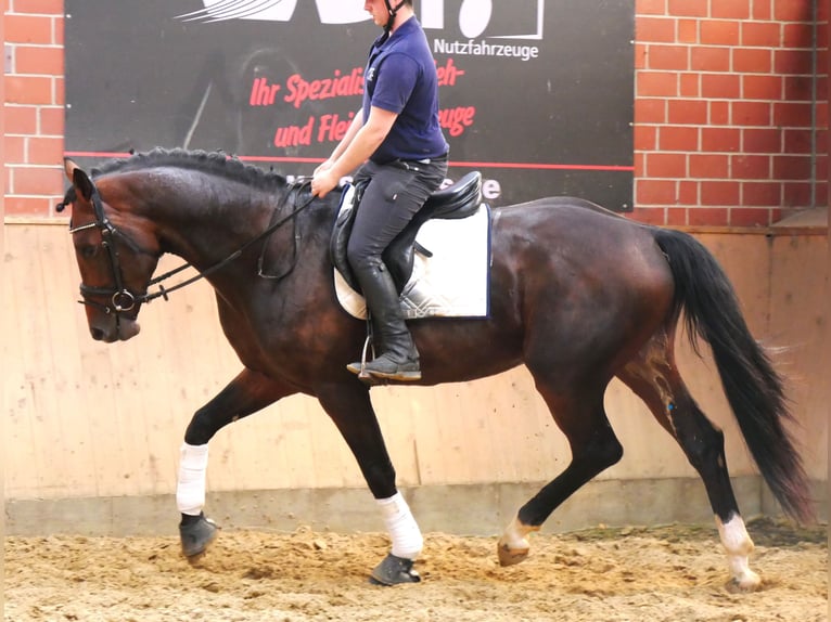 Westphalian Gelding 3 years 16 hh in Dorsten