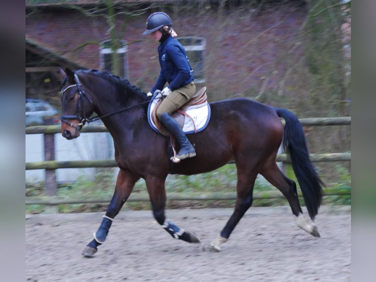 Westphalian Gelding 3 years 16 hh in Dorsten