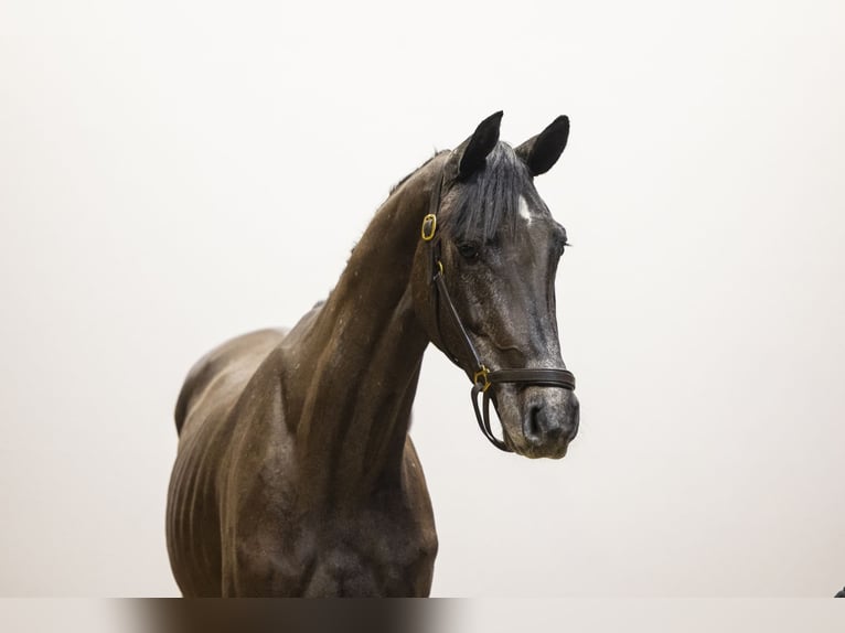 Westphalian Gelding 3 years 16 hh  in Waddinxveen