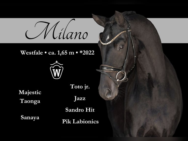 Westphalian Gelding 3 years 16 hh Smoky-Black in Wehringen