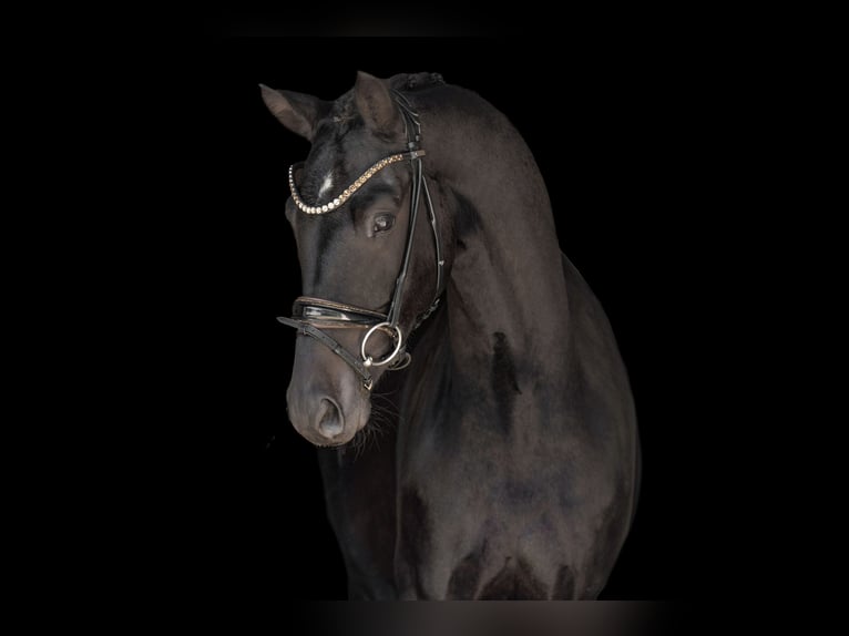 Westphalian Gelding 3 years 16 hh Smoky-Black in Wehringen