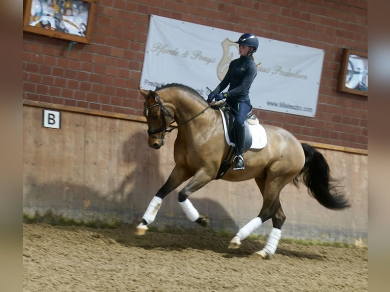 Westphalian Gelding 3 years 16,1 hh Brown in Paderborn