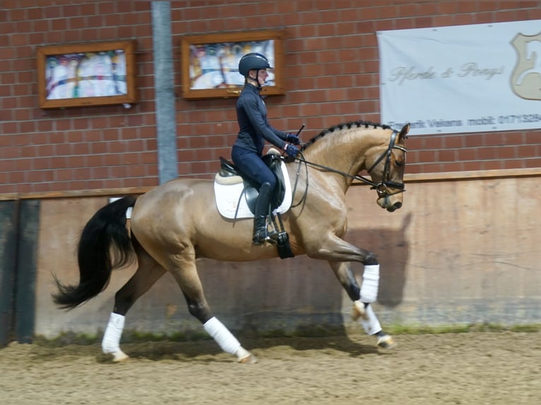Westphalian Gelding 3 years 16,1 hh Brown in Paderborn