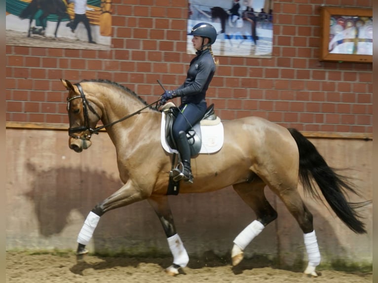 Westphalian Gelding 3 years 16,1 hh Brown in Paderborn