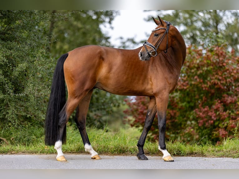 Westphalian Gelding 3 years 16,1 hh Brown in Rosenheim