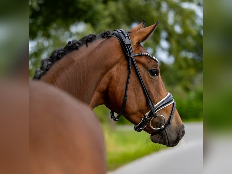 Westphalian Gelding 3 years 16,1 hh Brown in Rosenheim