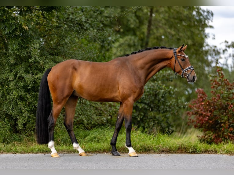 Westphalian Gelding 3 years 16,1 hh Brown in Rosenheim