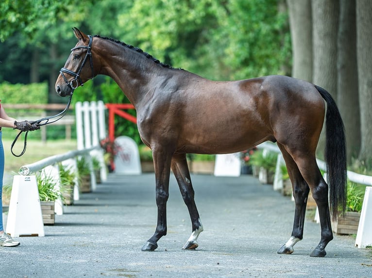 Westphalian Gelding 3 years 16,1 hh Brown in M&#xFC;nster-Handorf