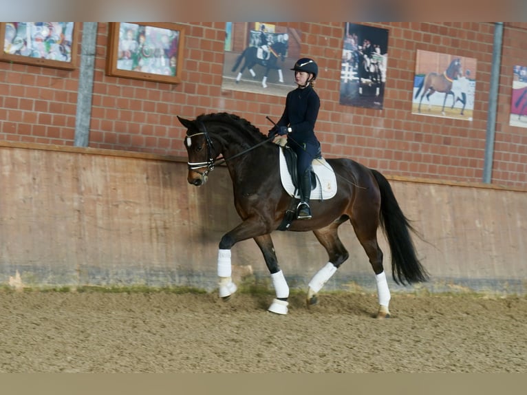 Westphalian Gelding 3 years 16,1 hh Brown in Paderborn