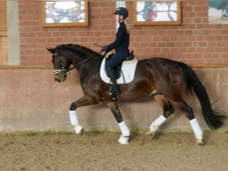 Westphalian Gelding 3 years 16,1 hh Brown in Paderborn