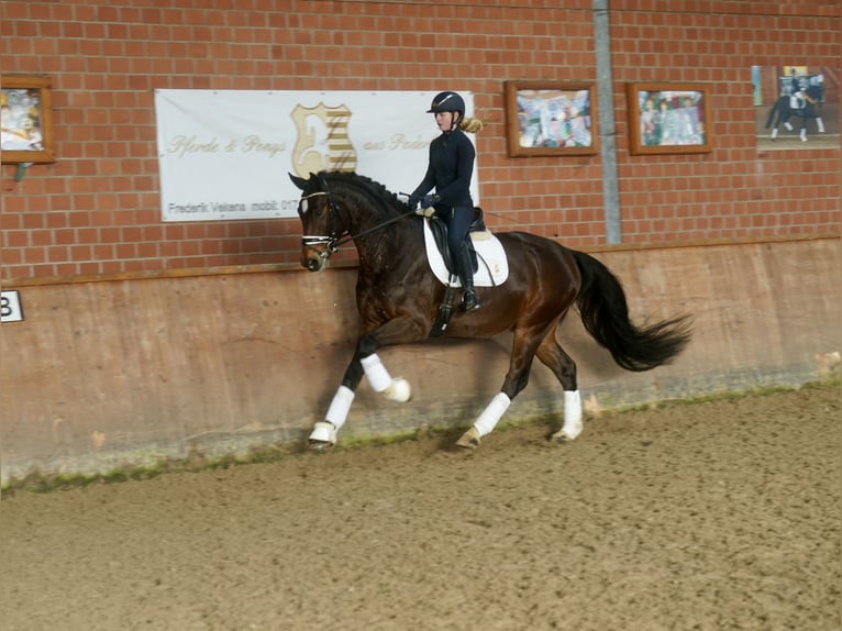 Westphalian Gelding 3 years 16,1 hh Brown in Paderborn