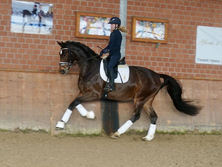 Westphalian Gelding 3 years 16,1 hh Brown in Paderborn