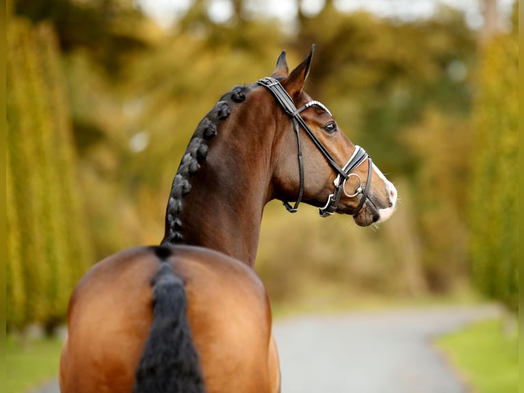 Westphalian Gelding 3 years 16,1 hh Brown in Steinfurt