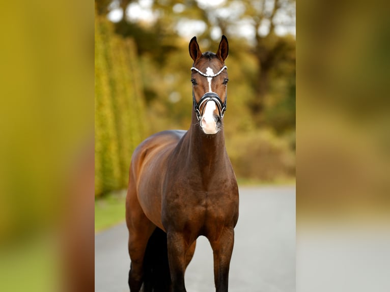 Westphalian Gelding 3 years 16,1 hh Brown in Steinfurt